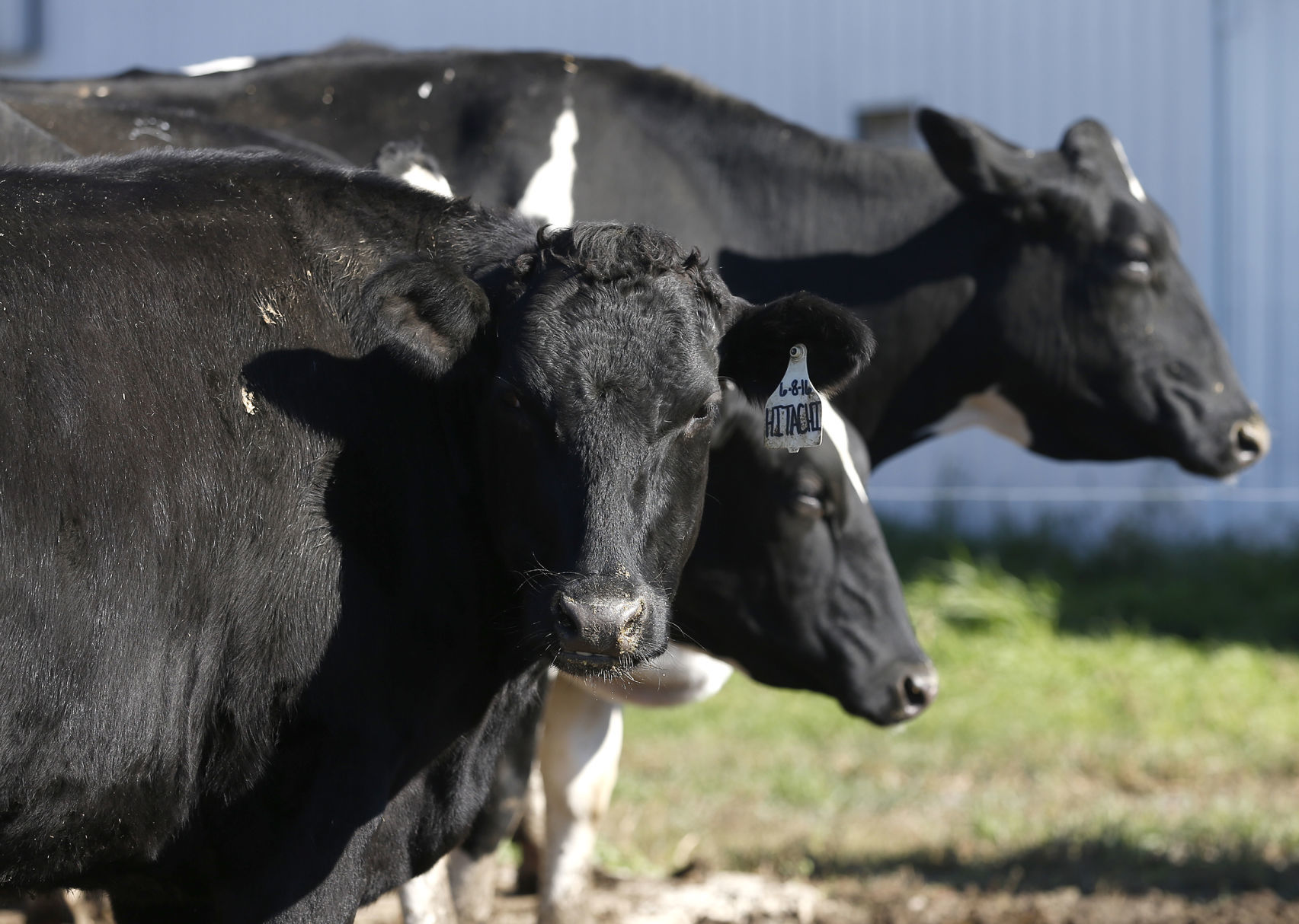101618bp-Hansens-Wagyu-Holstein-Beef-2